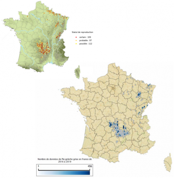 Répartition de la Pie-grièche grise en France sur les périodes 2005-2012 (Issa & Muller, 2012) et 2016-2019 (Faune France et INPN).